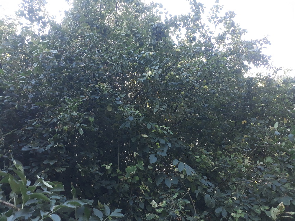 Deze afbeelding heeft een leeg alt-attribuut; de bestandsnaam is Wilde-appelboom.jpg